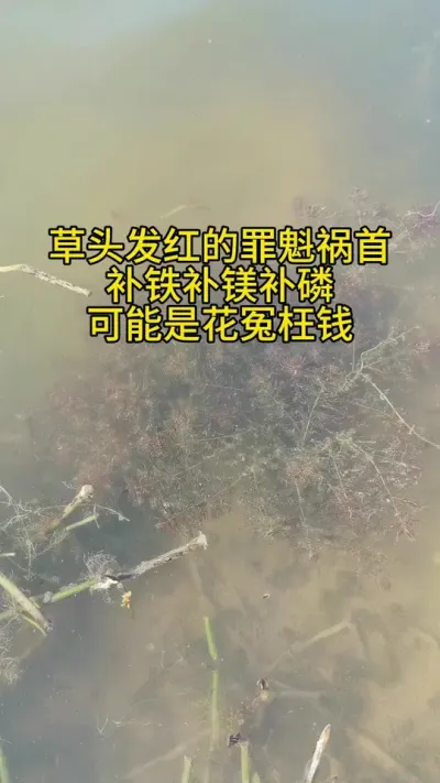 草头发红怎么办？ #水产养殖 #河蟹养殖
