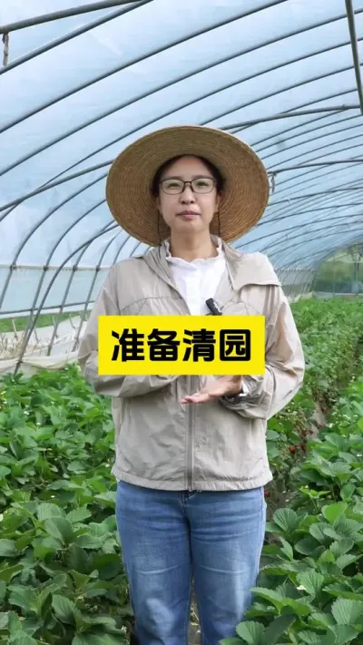 莓友们，该清园的，可以准备清园了！清园有哪些工作要去做呢？来了解一下吧！#启明生物大师姐 #草莓种植管理技术和方法 #2025新农人计划乡村振兴蓝图 #新农人计划2025 #三农