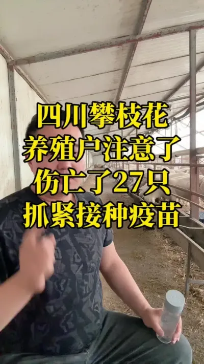 小反刍特别厉害损失特别大一定要接种疫苗#小反刍兽疫 #羊瘟