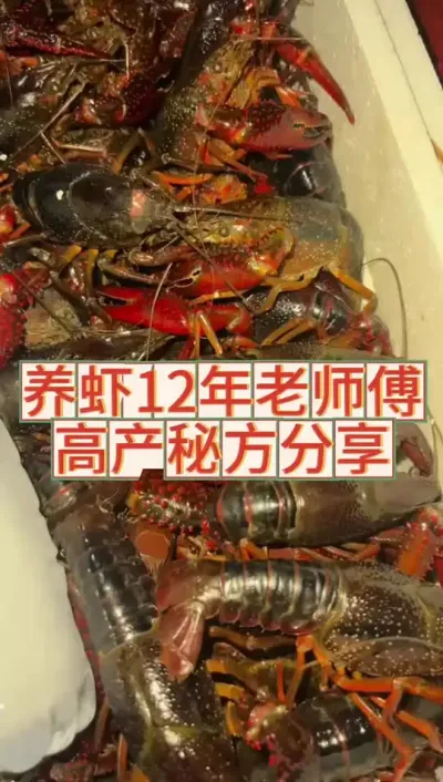 养虾12年老师傅的高产秘方分享#三农 #农业 #渔德盛 #小龙虾 #2025新农人计划