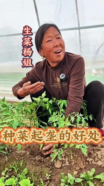 种菜起垄的好处 种植蔬菜起垄有多大好处#蔬菜种植 #三农 #生菜杨姐 #每天分享蔬菜种植技巧 #跟着杨姐学种菜 @DOU+小助手 @DOU+上热门