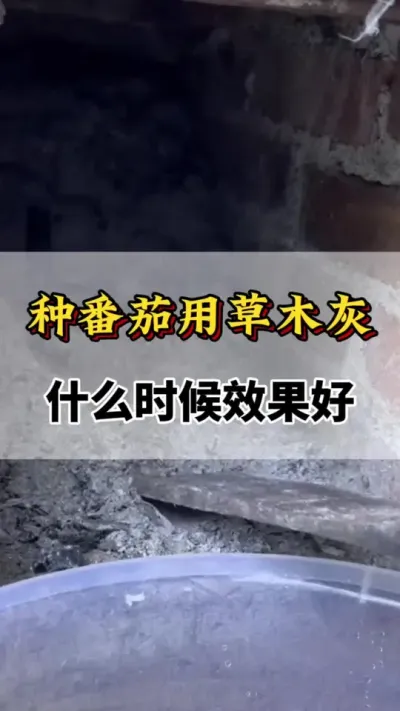 种番茄用草木灰，什么时候效果好#番茄种植方法及管理技术 #西红柿种植技术与管理法 #分享农业知识帮农民增产增收 #服务三农支持三农 #西红柿的种植技术