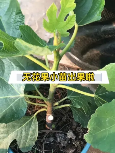 紫色波尔多小苗早早的出果了，这个品种真是高产似母猪啊！ #无花果盆栽 #紫色波尔多 #无花果 #盆栽果树