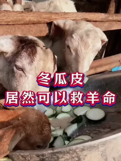 冬瓜皮居然可以救羊命 #养羊 #养羊人 #新手养羊 #牛羊养殖