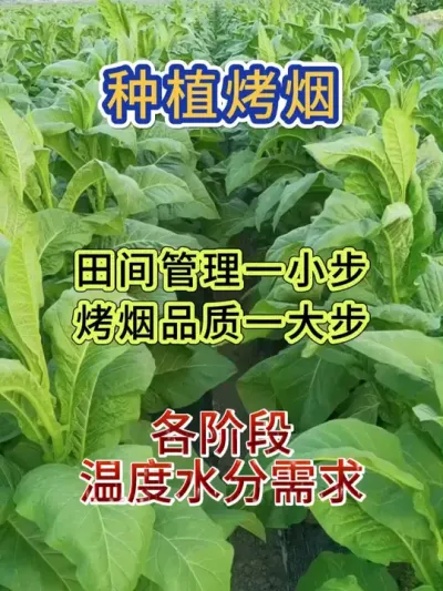 烤烟种植每个阶段对温度和水分的要求 #烤烟 #烤烟种植技术与管理 #服务三农支持三农 #烤烟田间管理技术 #烤烟种植