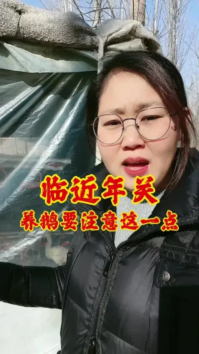 临近年关，养鹅要注意这一点#养鹅 #养鹅技术分享 #科学养鹅 #养鹅技术 #养鹅人