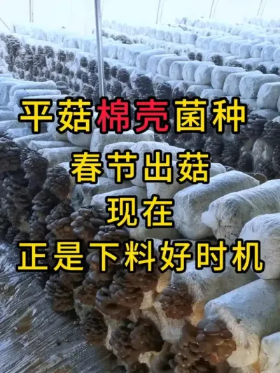 平菇种植，春节出菇，现在正是下料好时机，需要平菇菌种的可以和我联系#平菇菌种 #食用菌栽培种 #平菇种植 #棉壳菌种