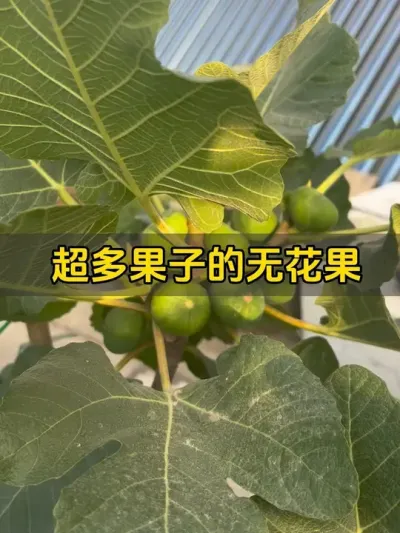 猜猜是什么品种的无花果，现在就已经出了一堆小果了，真的很容易出果！#记录我的种植生活 #盆栽果树 #楼顶菜园 #盆栽无花果 #无花果