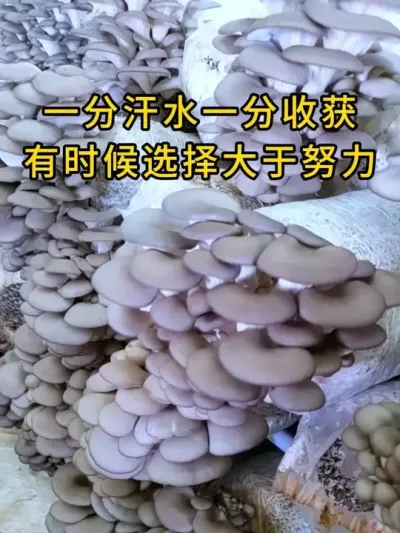 一分汗水一分收获,有时候选择大于努力，这个基地选择这款棉壳菌种，蘑菇多的摘不过来。#平菇种植 #爆款菌种 #平菇菌种 #栽培种