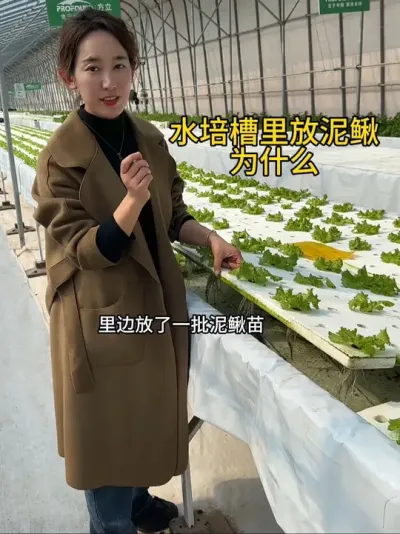 #无土栽培#水培#鱼菜共生#农业科技
水培槽里为什么放泥鳅？