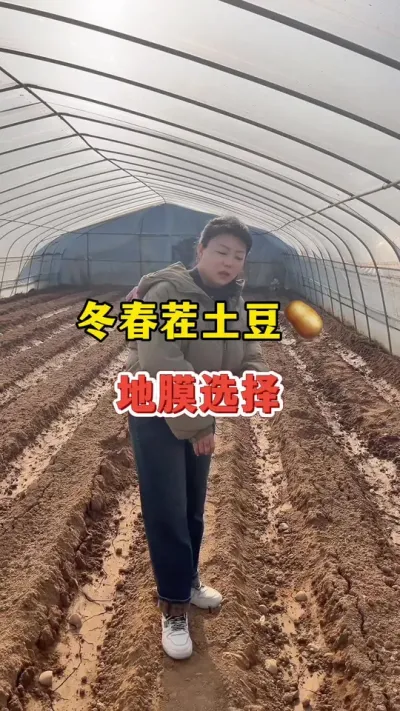 冬春茬土豆地膜的选择#土豆高产种植 #土豆 @抖音小助手