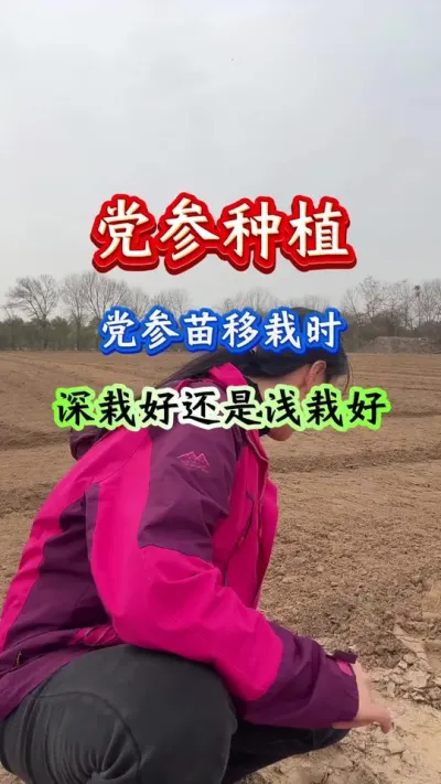 党参种植 党参移栽时深栽好还是浅栽好 #党参种植 #党参管理 #党参高产