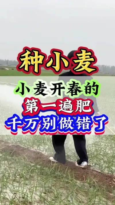 小麦开春的第一遍肥千万别做错了#小麦#小麦种植#种小麦#小麦管理#小麦高产