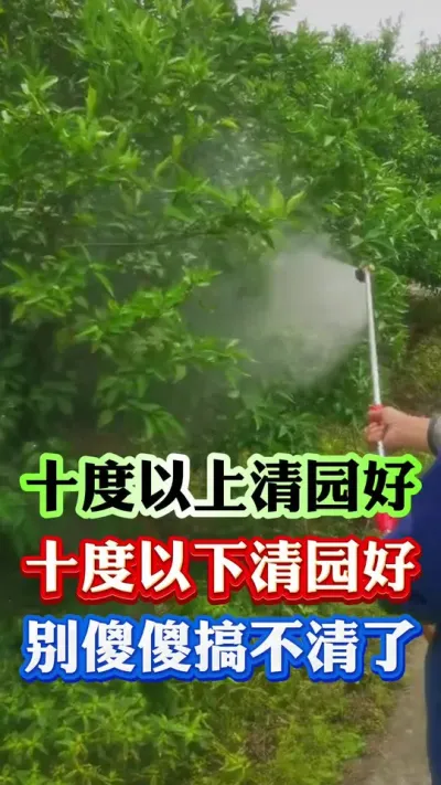 果树到底是十度以上清园还是十度以下清园效果最好呢#柑橘种植 #果树管理 #病虫害防治 #果树种植 #果园管理