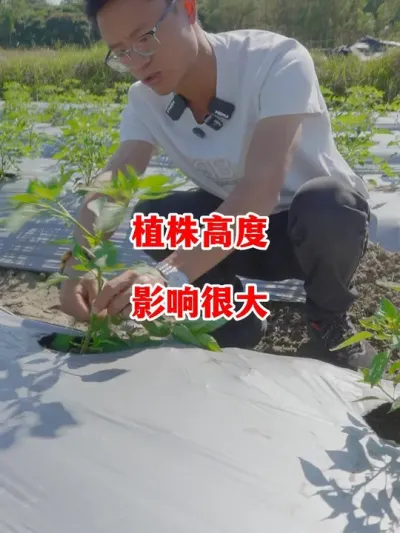 辣椒植株的高度对辣椒产量影响很大#辣椒种植 #辣椒 #小米辣 #线椒 #来抖音学农技