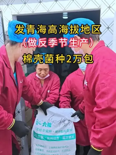 平菇棉壳菌种2万包，发往青海100万包产能的大基地，冷藏车高速直达。#平菇种植 #平菇菌种 #食用菌栽培种 #栽培种