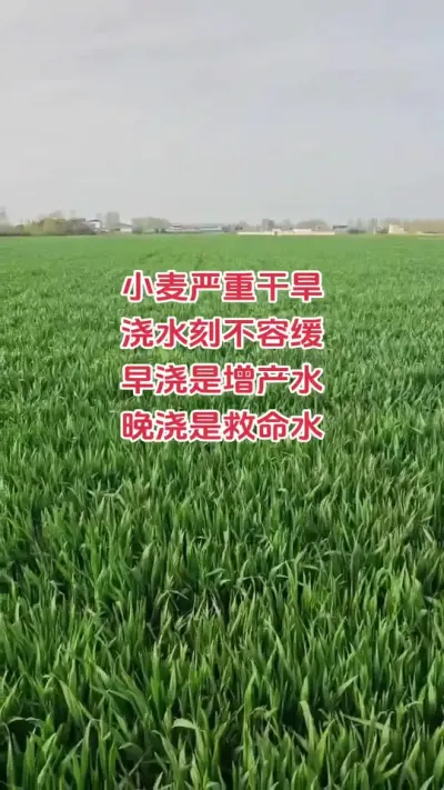 #抖音助力#小麦#种植#新农人#