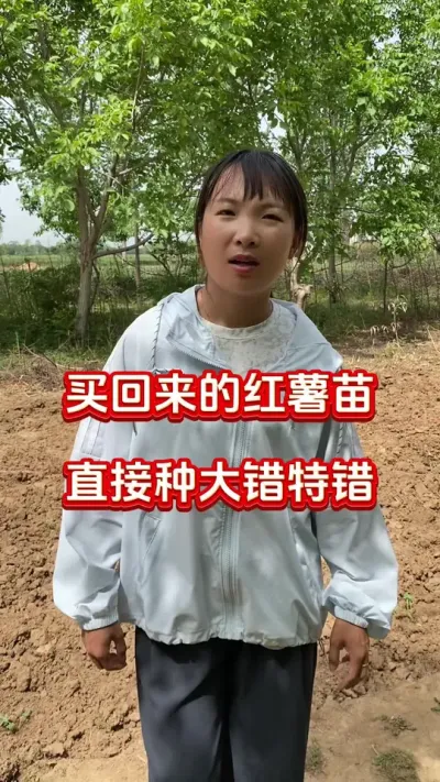 买回来的红薯苗千万别直接种#红薯种植#红薯移栽#蘸根配方 #红薯高产