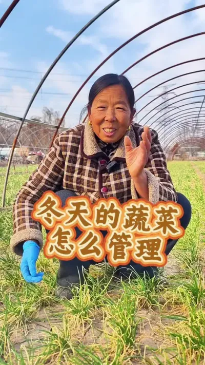 冬天的蔬菜怎么管理 冬天的蔬菜怎么管理#蔬菜管理 #蔬菜种植 #每天分享蔬菜种植技巧 #生菜杨姐 @DOU+小助手