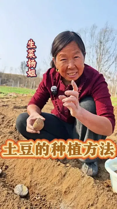 土豆的种植方法 土豆种植的方法#土豆种植 #种土豆 #土豆高产种植 #种植小技巧 #生菜杨姐 @DOU+小助手