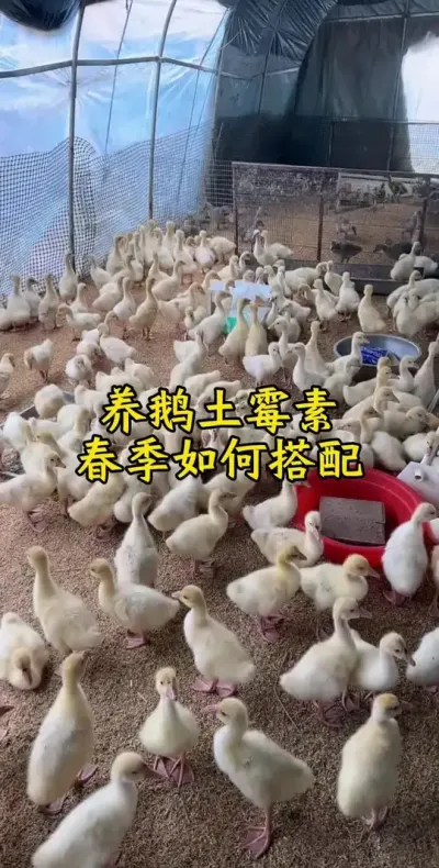 #科学养鹅 #养鹅人 #养鹅技术分享 #养鹅技术 #肉鹅