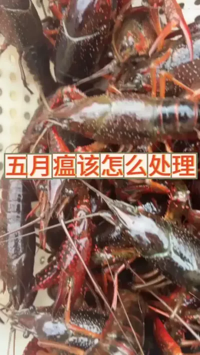 五月瘟到底该怎么处理 #抖音助农 #三农 #小龙虾 #养虾人 #渔德盛