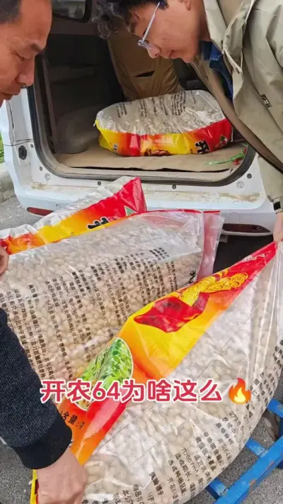 花生成熟期不落叶的花生不一定高产，高产的花生一定不落叶#抖音助农 #农业种植 #花生 #三农 #农业人