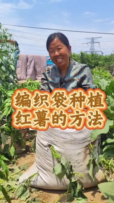 编织袋种植红薯的方法 编织袋种红薯的方法你种过吗#红薯种植 #种植小技巧 #生活小妙招 #生菜杨姐 #三农 @DOU+小助手 @DOU+上热门