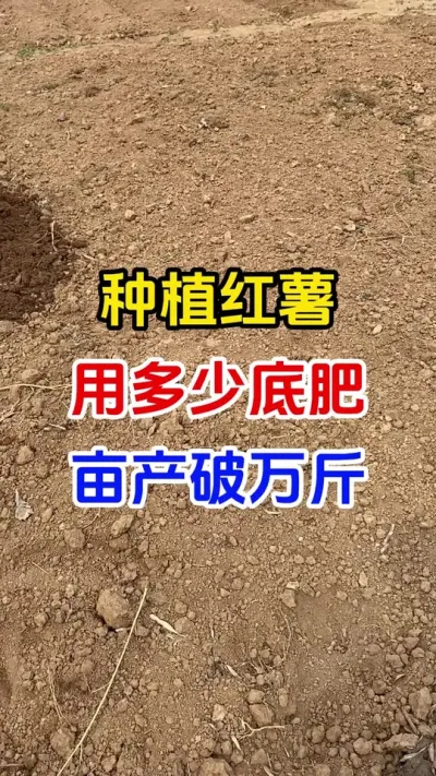 种植红薯用多少底肥亩产过万斤#红薯种植#红薯底肥#红薯高产#种植小技巧