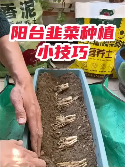 阳台韭菜种植小技巧 #今日三农爆款 #韭菜种植 #在家种菜 #三农种植 #阳台种植
