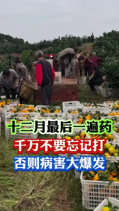 十二月份最后一遍药，千万别忘记打#果树管理 #果树种植 #病虫害防治 #柑橘种植 #果园管理