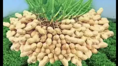 花生的超高产备播技术#分享农业技术助力农民增产增收 #芝麻的超高产种植技术#来抖音学农技 #郭佩午 #粉丝一千万上热门入口 #我的3秒人生胶片