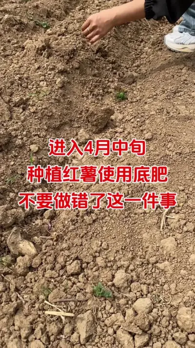 4月份红薯施底肥千万别做错这件事#红薯种植#红薯底肥#硼肥#红薯高产#红薯大丰收