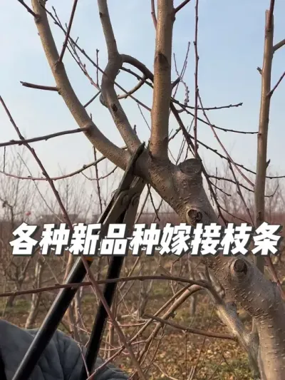 #支持三农扶持三农发展 #关注我每天为你分享更多农业知识 #抖音助农 #乡村振兴dou行动 #农业技术推广 @抖音小助手 @抖音创作者中心 @抖音热点宝