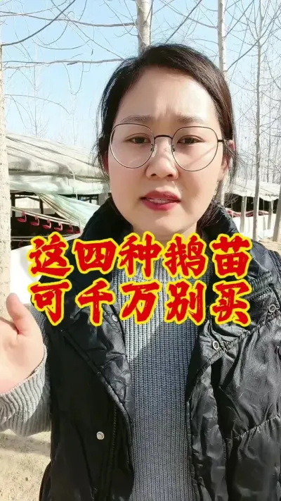 这四种鹅苗，可千万别买#养鹅 #养鹅人 #鹅 #养鹅技术分享 #科学养鹅
