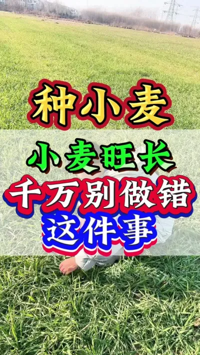 小麦旺长千万别做错这件事#小麦种植 #小麦管理 #小麦 #小麦高产技术 #小麦增产