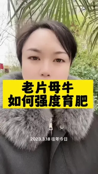 老片母牛如何强度育肥#肉牛养殖 #全国养牛人 #西门塔尔 #科学喂养
