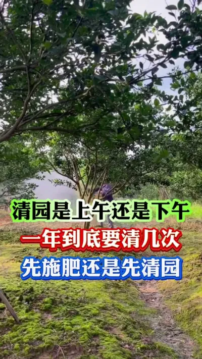 清园到底是上午清还是下午清？一年要清几次？到底用什么清#果树种植 #果树管理 #病虫害防治 #柑橘种植 #果园管理