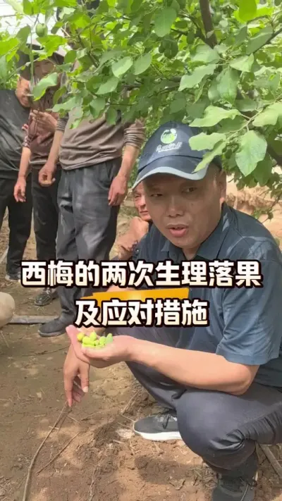 西梅的两次生理性落果及应对措施#西梅种植#生理落果#农田行者#农田行者技术服务联盟 #农业技术推广