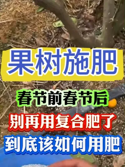 果树春节前后，别再使用复合肥了#果树种植 #果树管理 #果园管理
