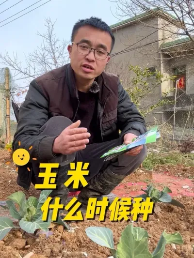 玉米什么时候种？怎么种？#我的小菜园 #关注我一起学种菜 #种植小技巧 #我爱种菜 #学种菜
