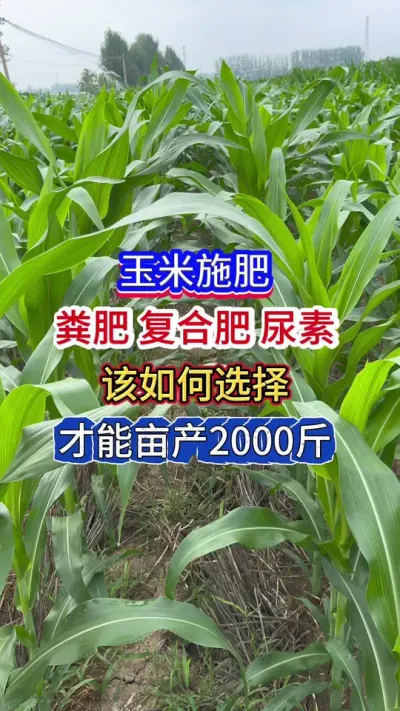 玉米施肥，粪肥，尿素，复合肥，哪个更能增产#农业 #三农 #玉米种植 #玉米高产管理#玉米金大棒