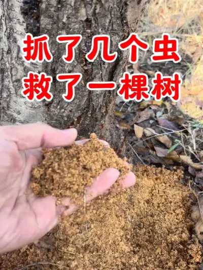 抓了几个虫，救了一棵树#天牛克星 #果树管理 #钻心虫 #病虫害防治 #害虫