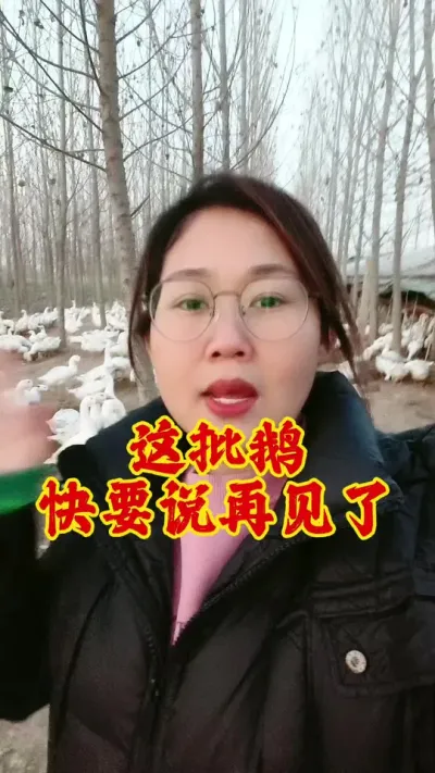 这批鹅快要说再见了#养鹅技术分享 #科学养鹅 #养鹅技术 #养鹅 #鹅