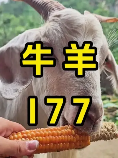 玉米这样喂，羊三个月长胖三十斤 #养羊  #养羊人  #养殖技术  #养羊经验