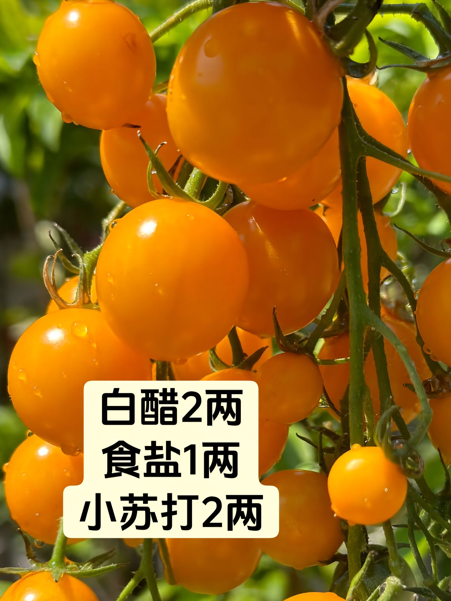 http://static.ixuenong.com/pxn/uploads/prod/thirdfile/2025/05/7db63c13319883cbe072f0203785ebad.jpg