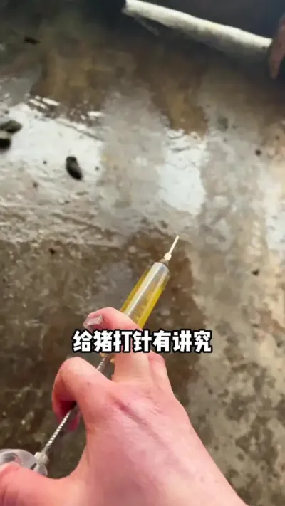 给猪打针有讲究 你学会了吗#养猪#养猪人#养殖
