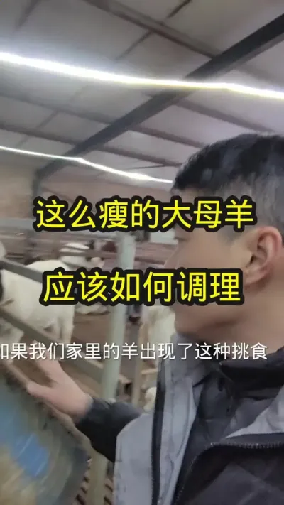 家里边的羊消瘦，就这样去调理试试#养羊 #农村养羊 #养羊技术分享 #养羊创业 #养羊人