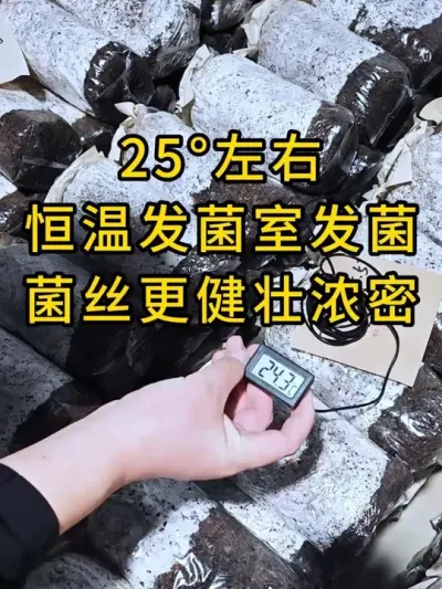 重庆的一个大基地一直等咱们棉壳菌种，菌种菌丝发满了，今天装车发货。#平菇种植 #食用菌 #食用菌栽培种 #栽培种