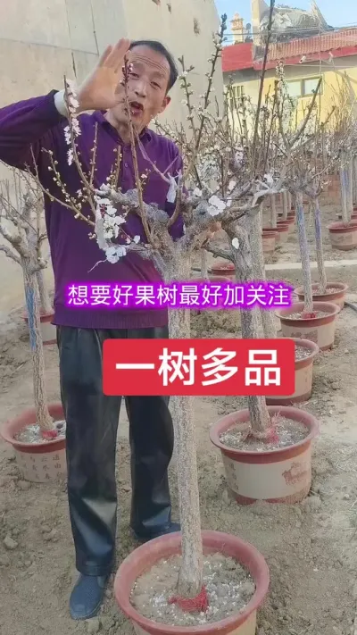 一树嫁接多种桃李杏，当年结果，即好吃又好看#三农 #别墅庭院植物 #一树多品@抖音上热门 @DOU+小助手